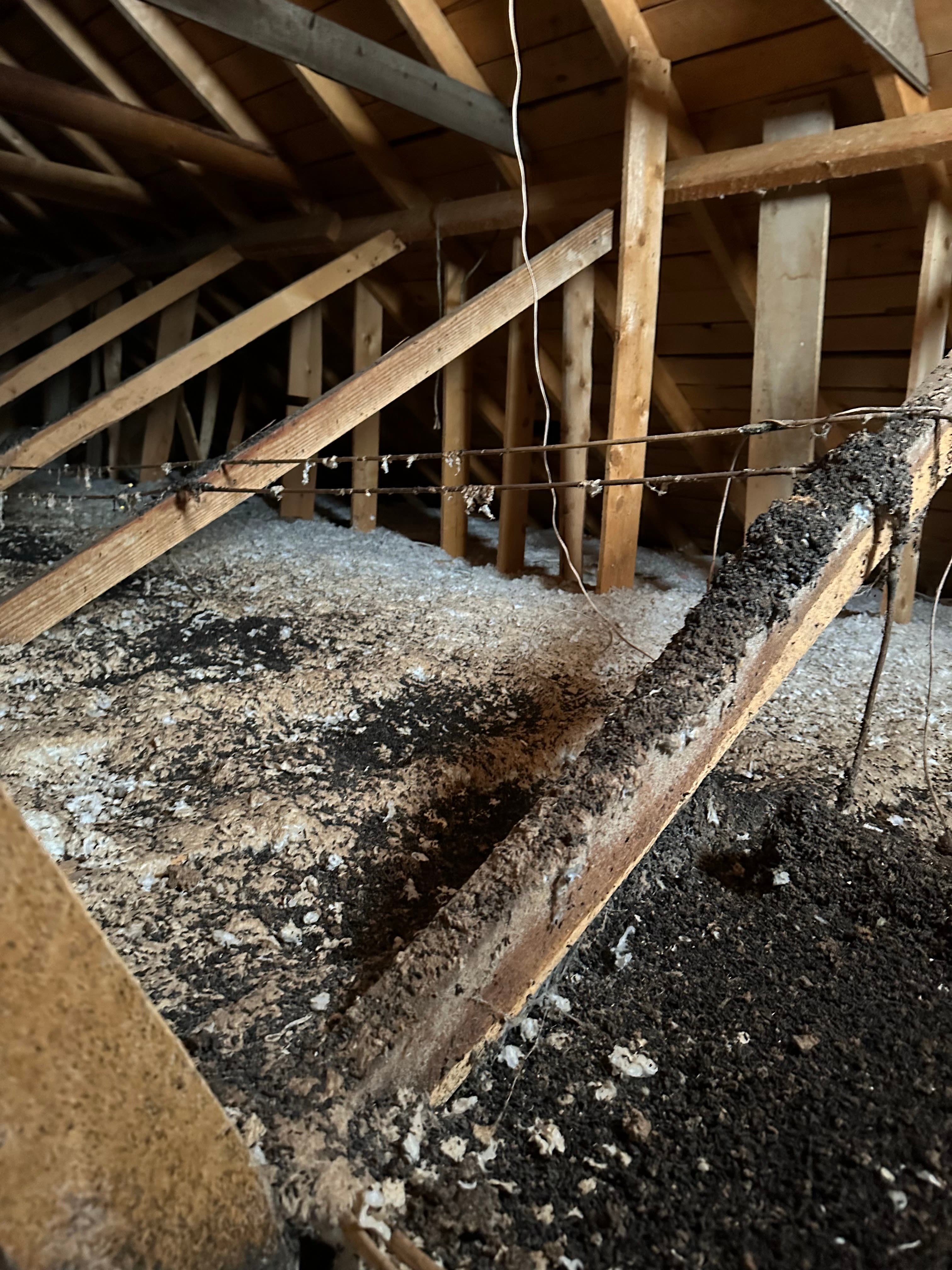 Heavy bat guano accumulation in attic insulation