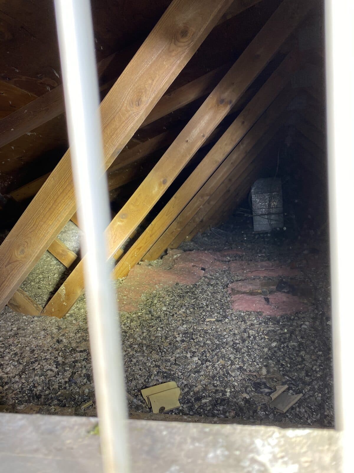 Attic insulation contaminated with bat guano