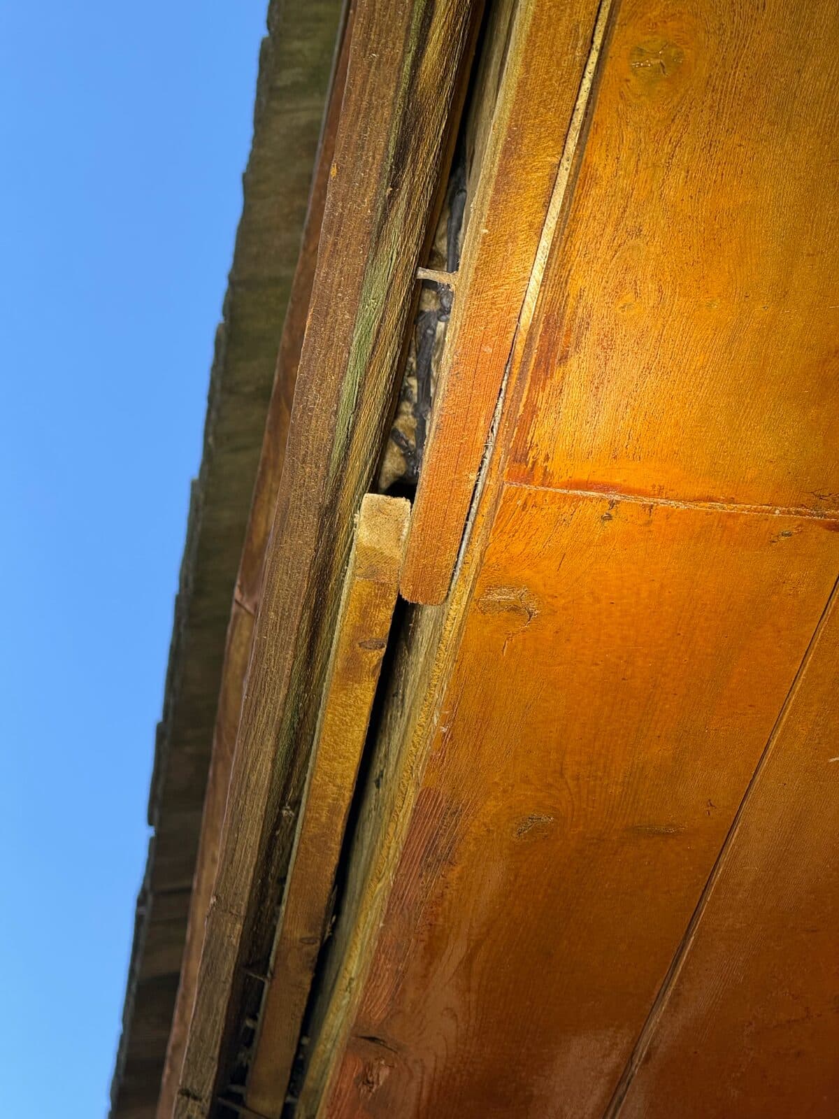 Fascia gap typical of bat entry points before exclusion sealing