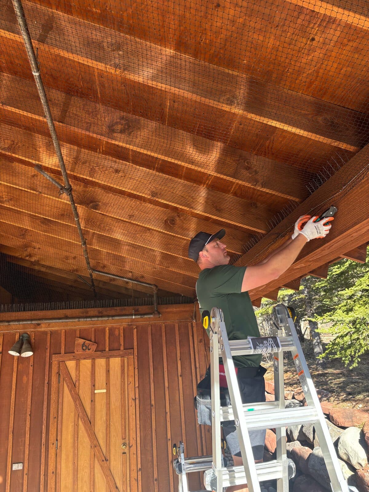 Soffit netting installed as part of humane bat exclusion